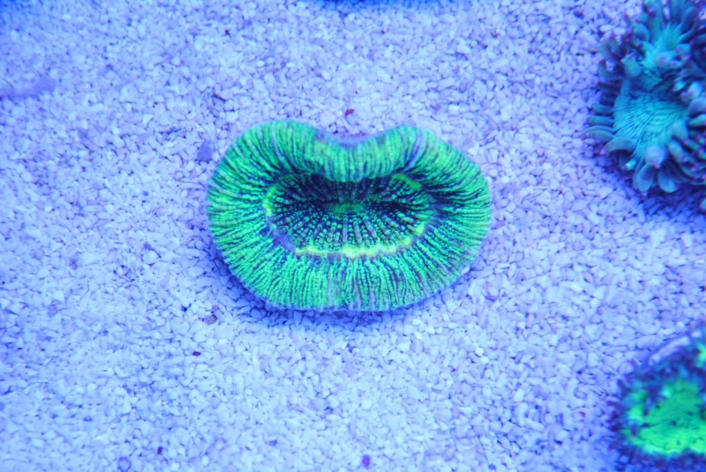 Trachyphyllia geoffroyi