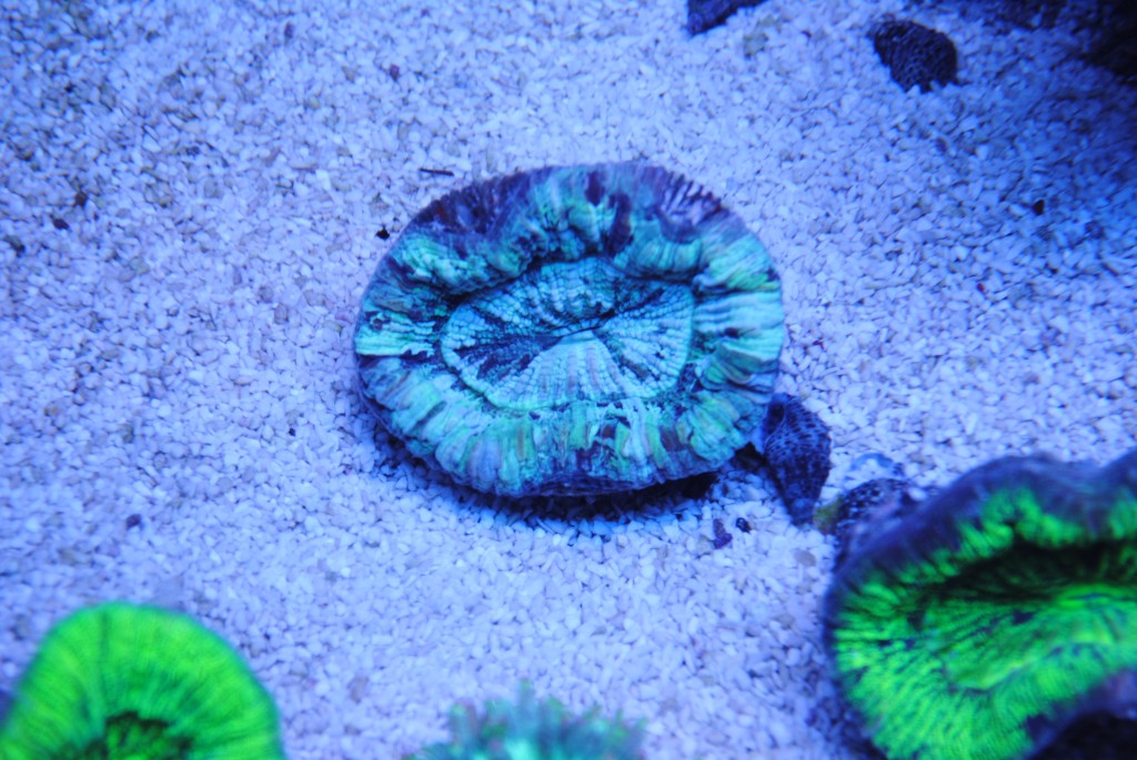 Trachyphyllia geoffroyi lavender RARE !